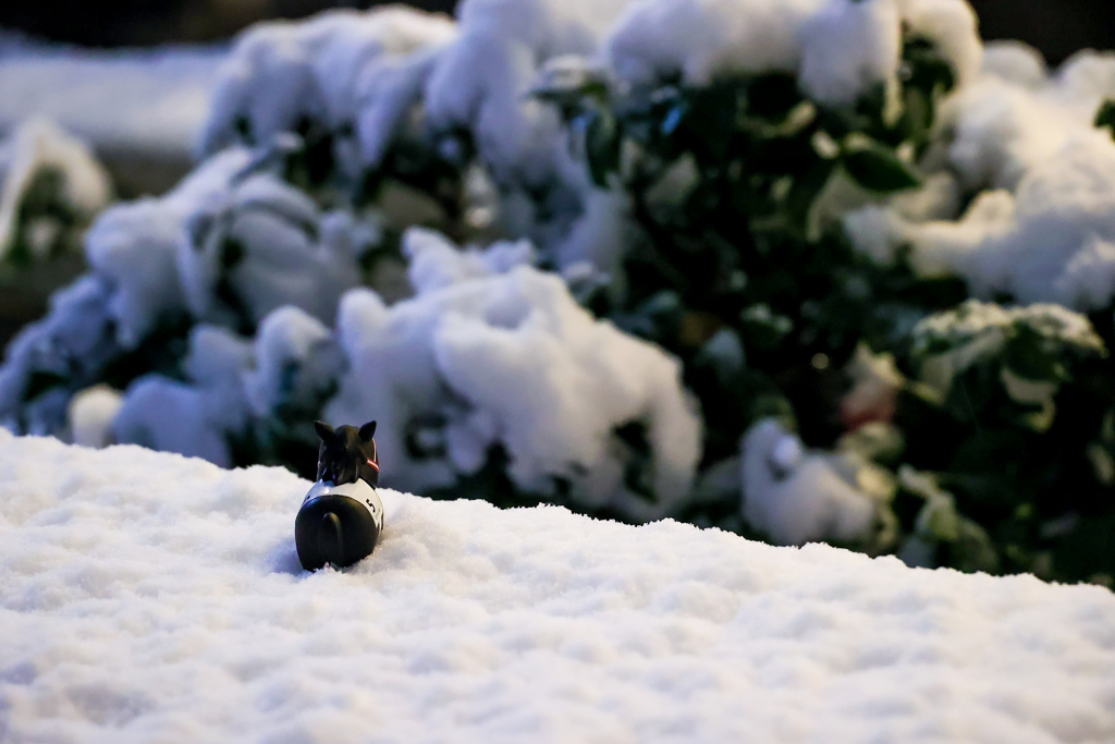 雪を踏む