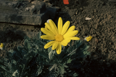 ユリオプスデージー