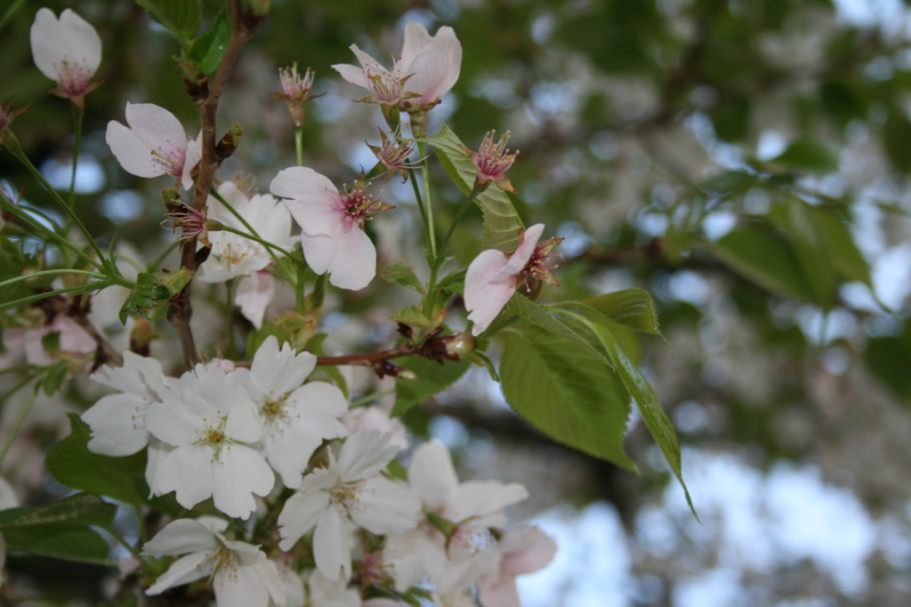 葉桜