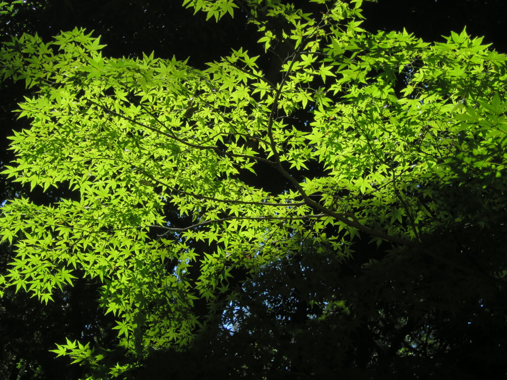 青紅葉に差し込む日