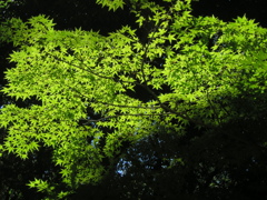 青紅葉に差し込む日