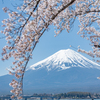 富士山と桜