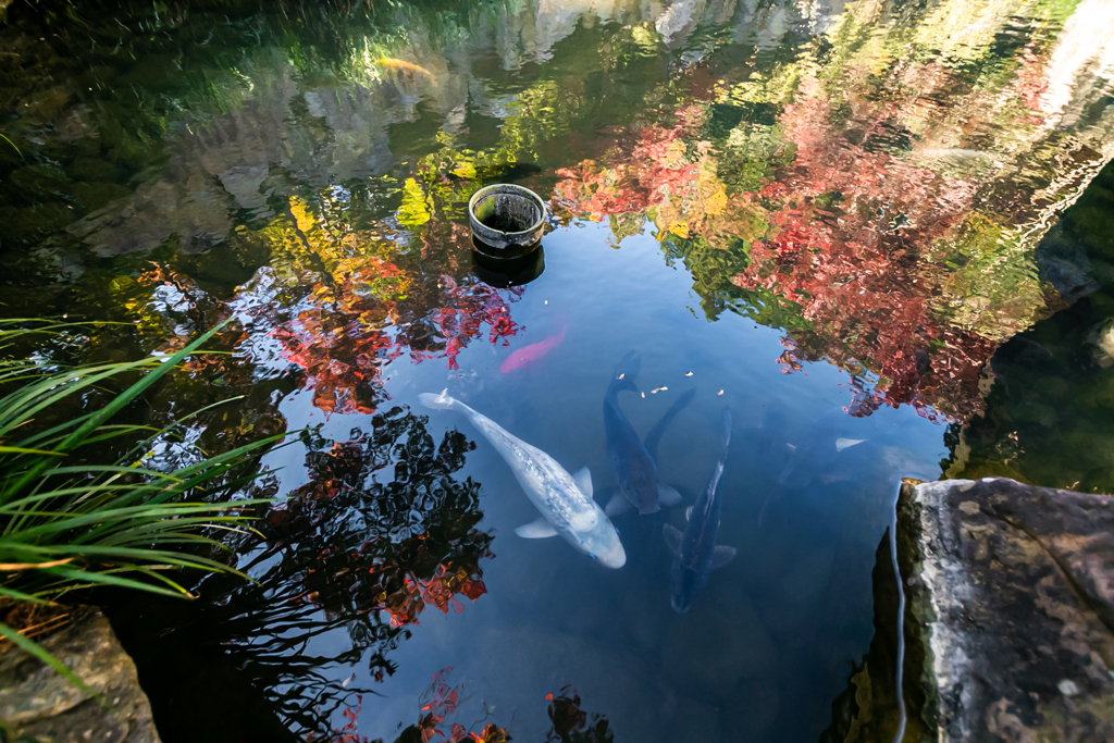 宝徳寺 〜池と紅葉と、時々、鯉〜