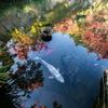 宝徳寺 〜池と紅葉と、時々、鯉〜
