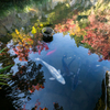 宝徳寺 〜池と紅葉と、時々、鯉〜