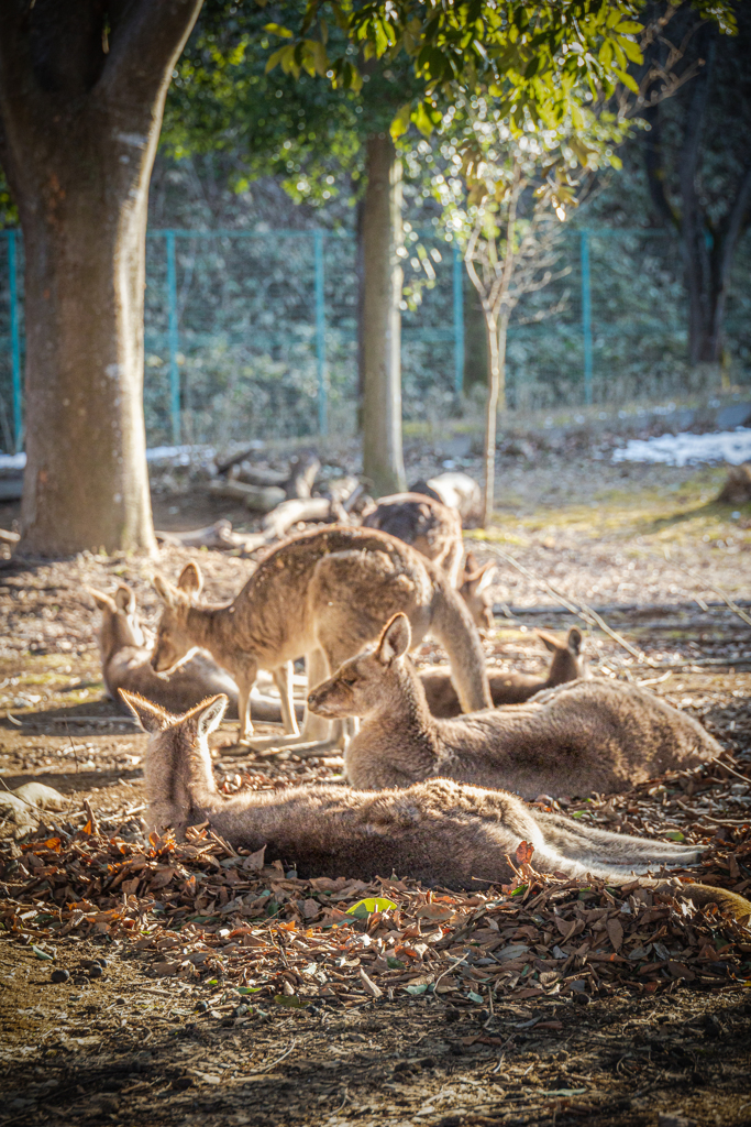 カンガルー
