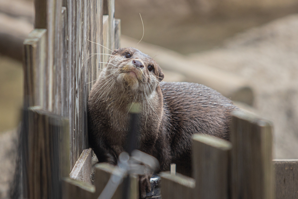 コツメカワウソ