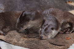 ユーラシアカワウソ