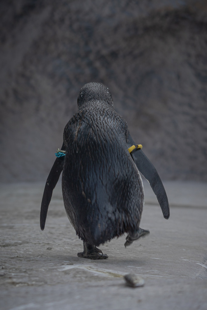 ペンギン