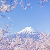 桜と富士山