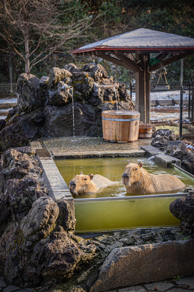 温泉カピバラ