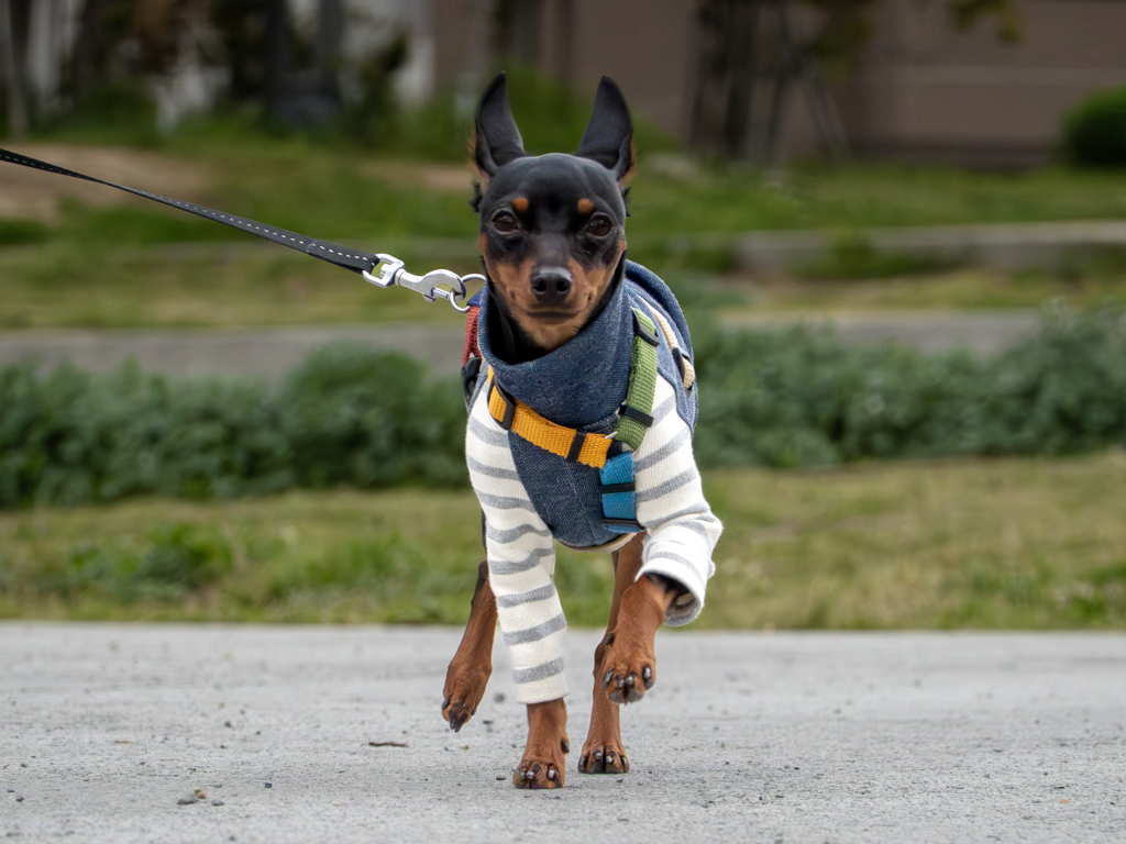 得意げに歩くミニチュア・ピンシャー