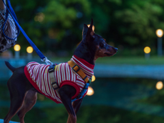 夕方の靱公園散歩１