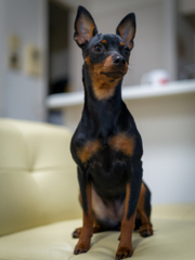 臨戦態勢をとるミニチュア・ピンシャー２