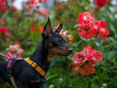 靱公園のバラ散策４