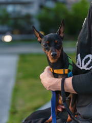 イケメン（女の子）のミニチュアピンシャー