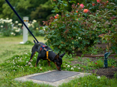 靱公園のバラ散策２