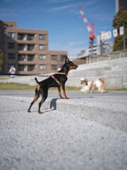 奥の犬「なんだこいつ？」