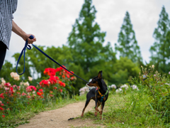 靱公園のバラ散策３