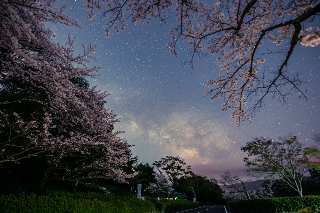 夜桜散歩