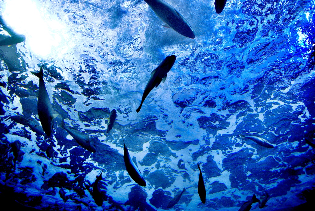 水族館にて