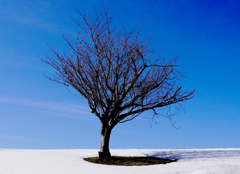 冬の桜　２０２６