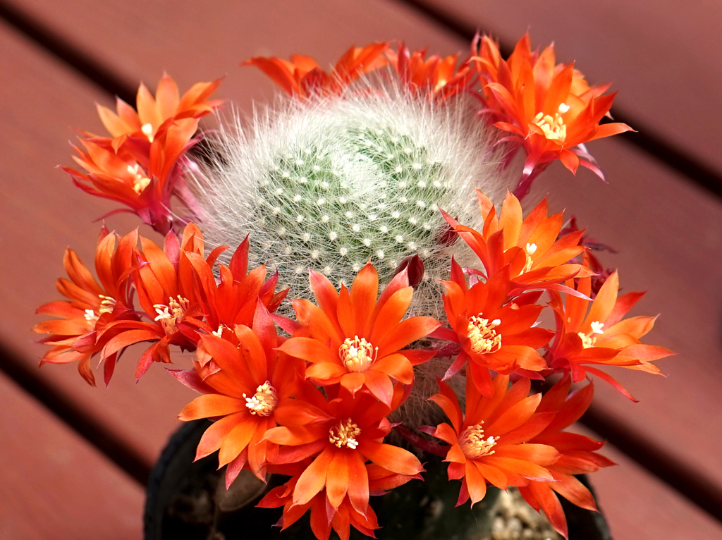  サボテンの花