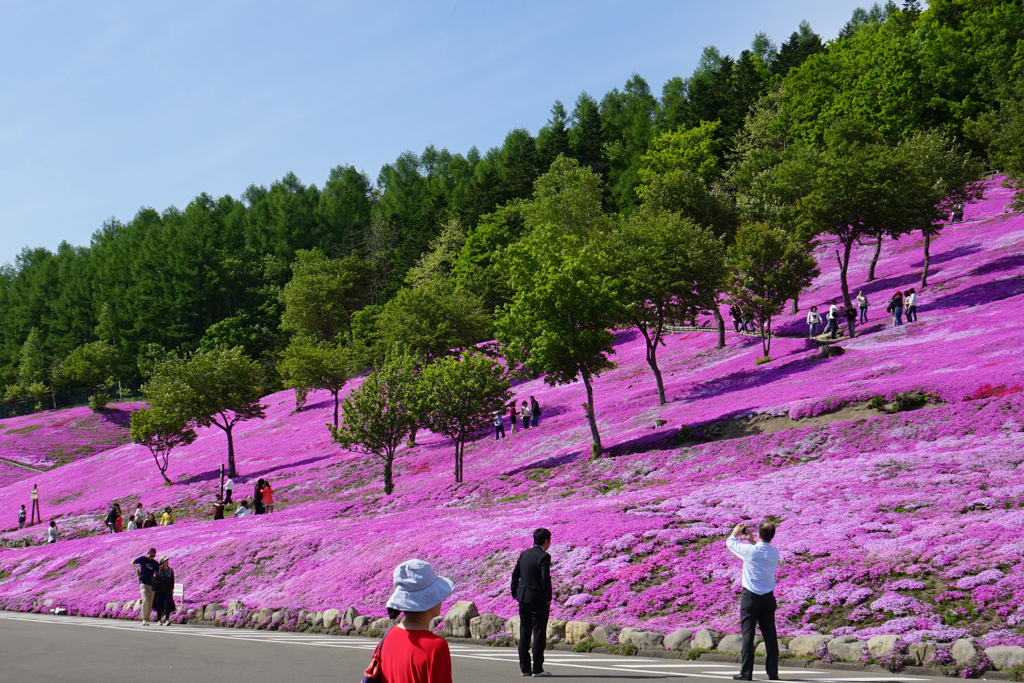 　芝桜１