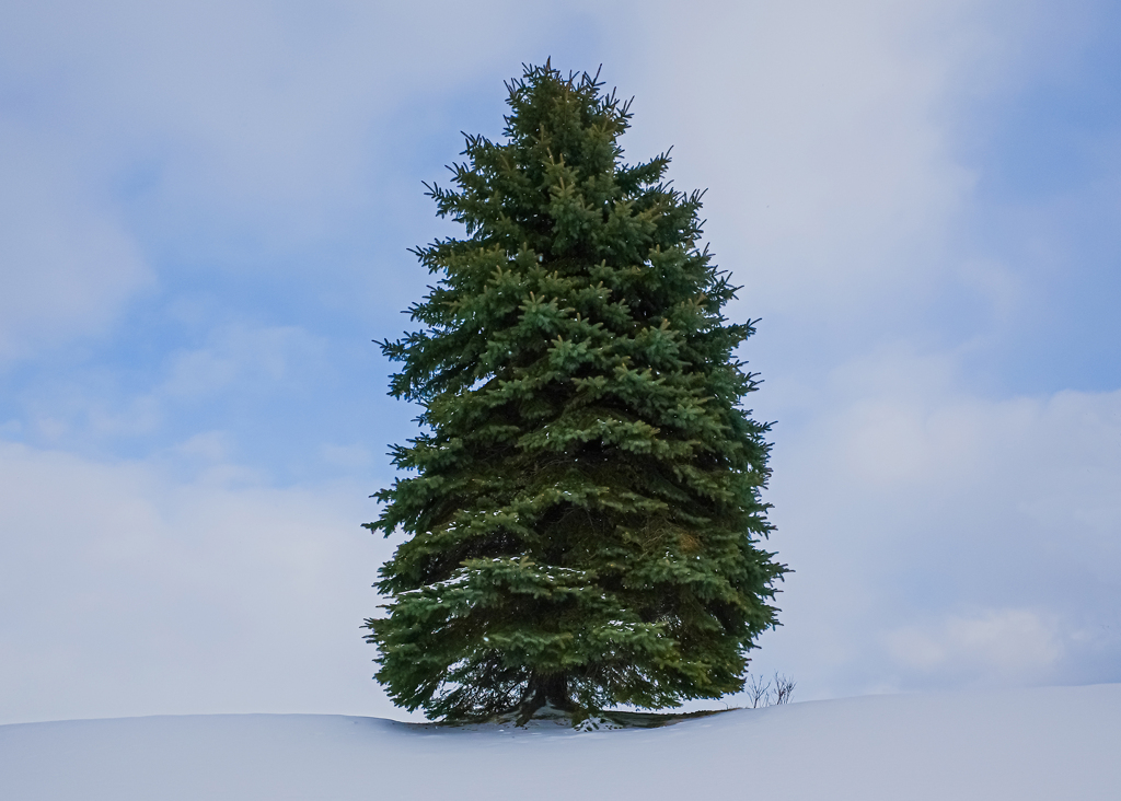 ウオーキングコース　孤木２０２６