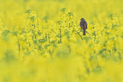 菜の花畑にて
