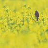 菜の花畑にて