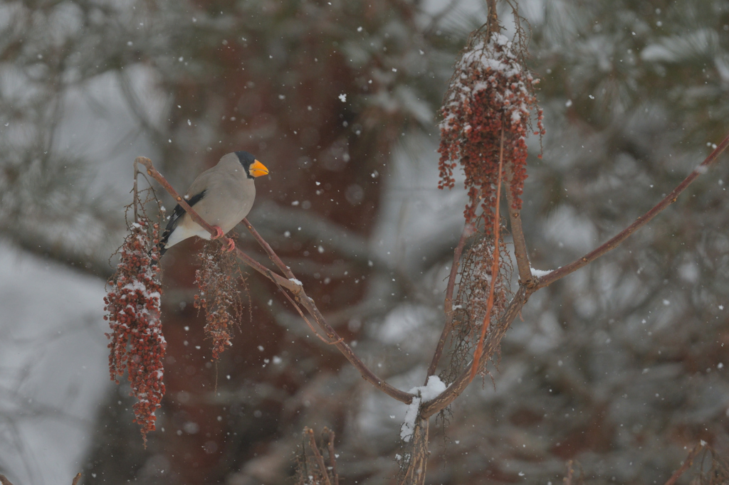 雪は降る・