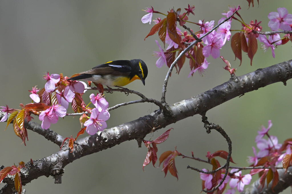 桜にご飯？