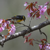 桜にご飯？