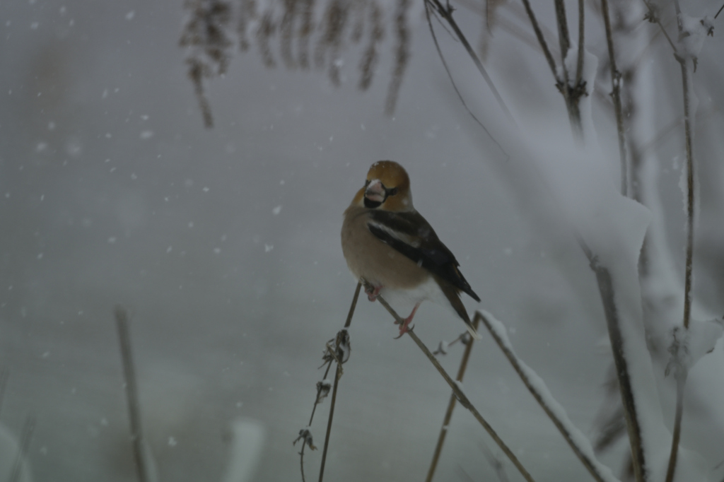 吹雪にて・・・
