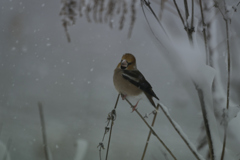 吹雪にて・・・
