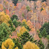 紅葉のストライプ