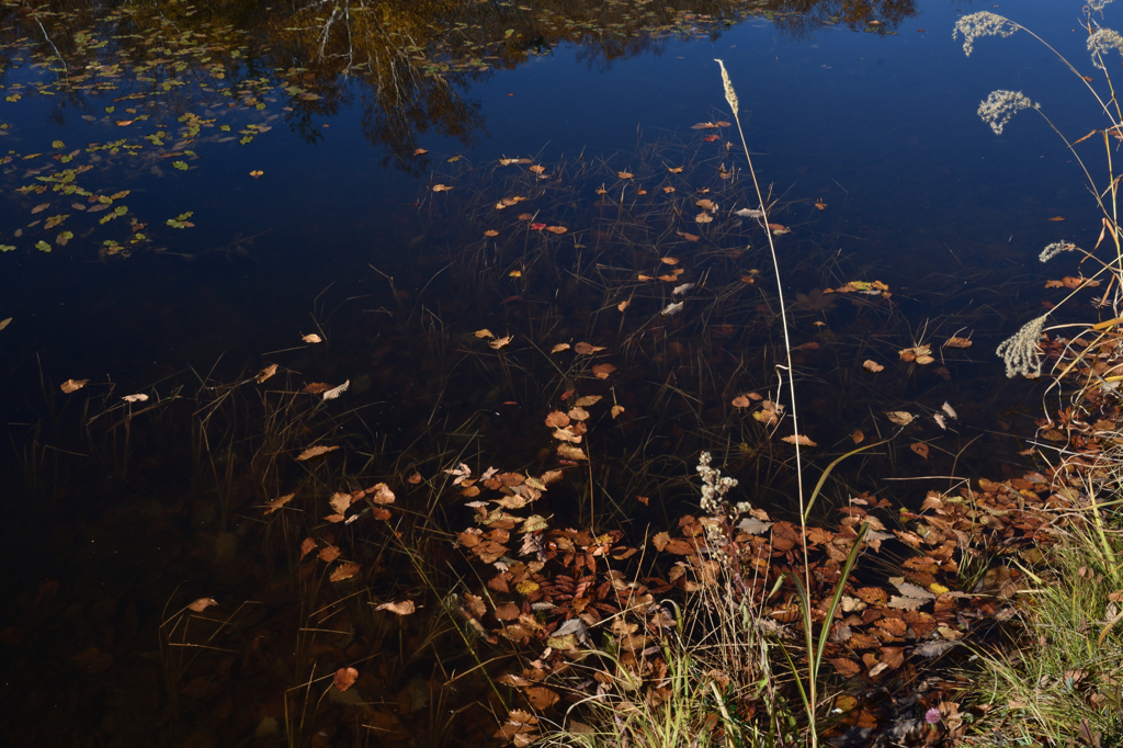 落ち葉の水面
