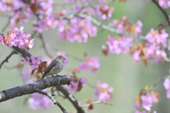 山桜とコサメビタキ
