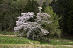 山里の遅い春