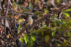 ベニマシコ　♀