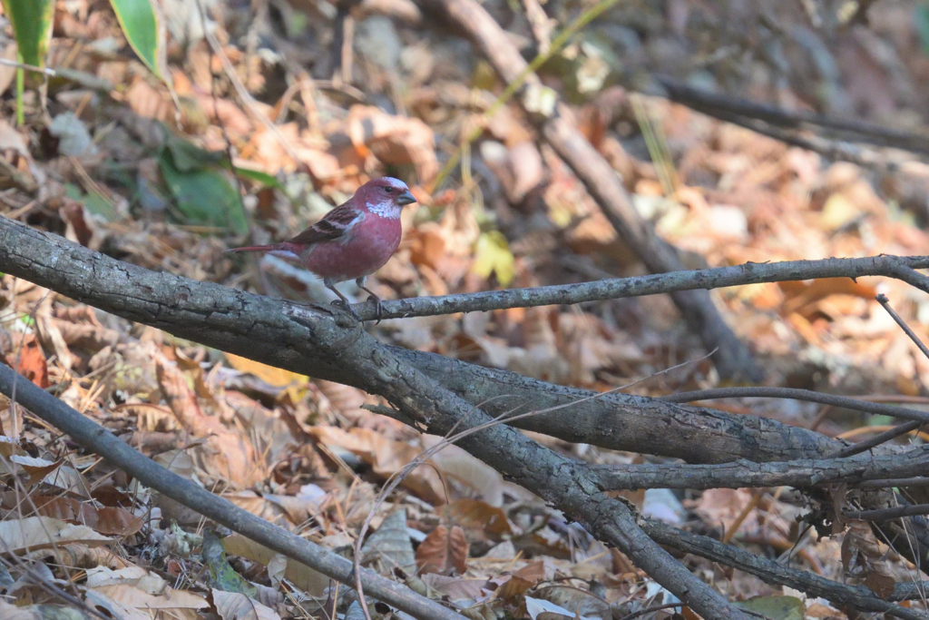 オオマシコ　♂