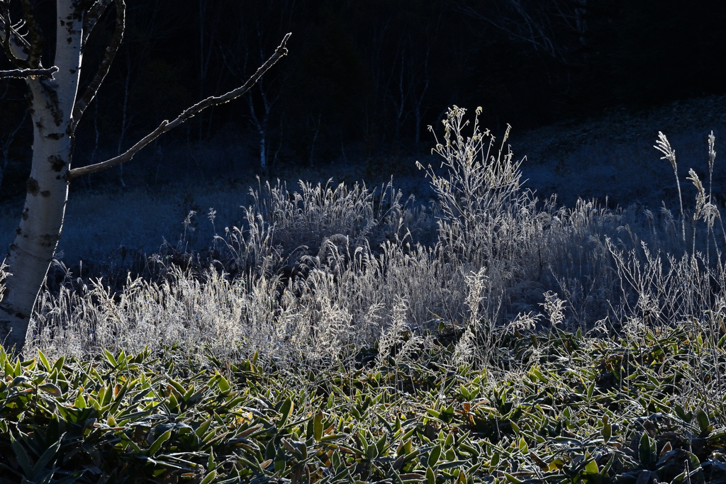 夢は枯野を・・