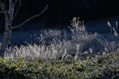夢は枯野を・・ 夢は枯野を・・