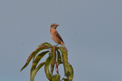 ノビタキ♀