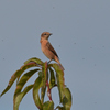 ノビタキ♀