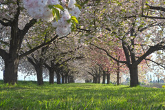 八重桜回廊