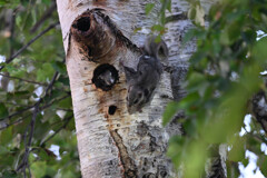 動物を撮ってみたくて・・