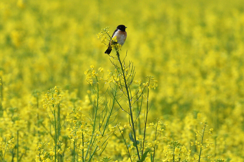 菜の花畑にて・・