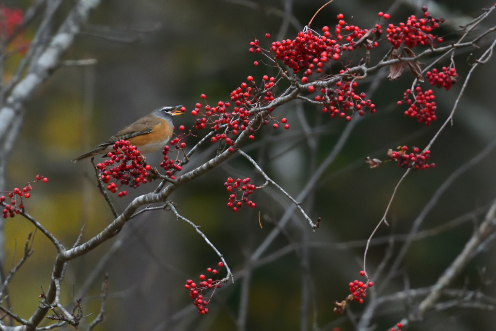 マミチャジナイ（再）